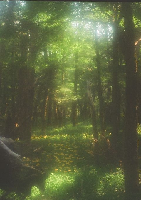 the woods